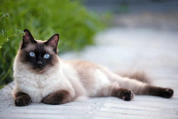 Siamese Cat Breed Size, Appearance & Personality