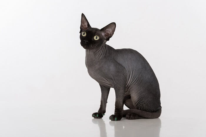 The Sphynx, The Cat 24