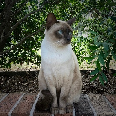 Tonkinese Cat Wiki, The Cat 24