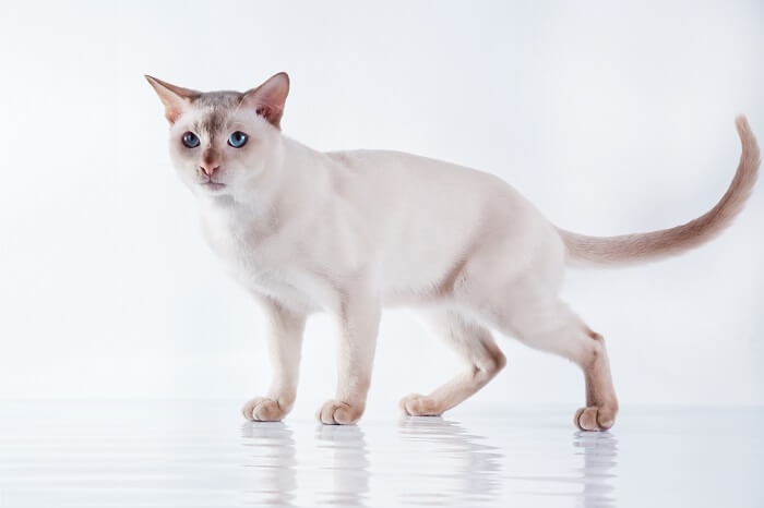 Tonkinese Cat Breed: Size, Appearance & Personality