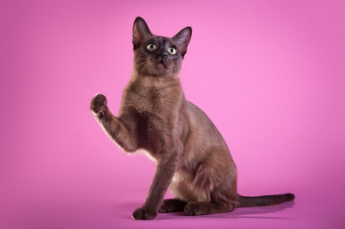 Tonkinese Cats, The Cat 24