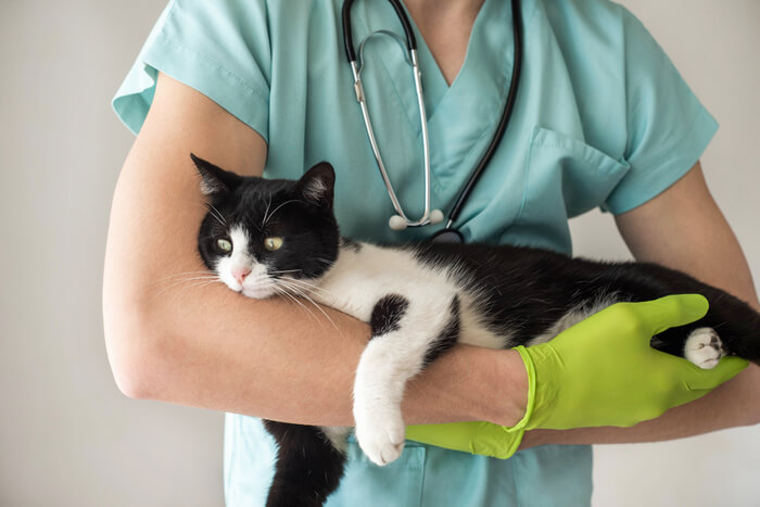Diagnosis of toxoplasmosis in cats