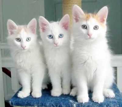 Turkish Vankedisi Cat Pinterest, The Cat 24