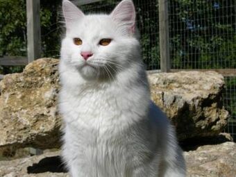 Turkish Vankedisi Cat, The Cat 24