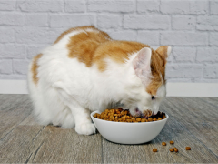Orange and white cat eating dry food