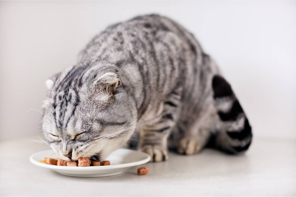 Silver tabby cat eating wet food