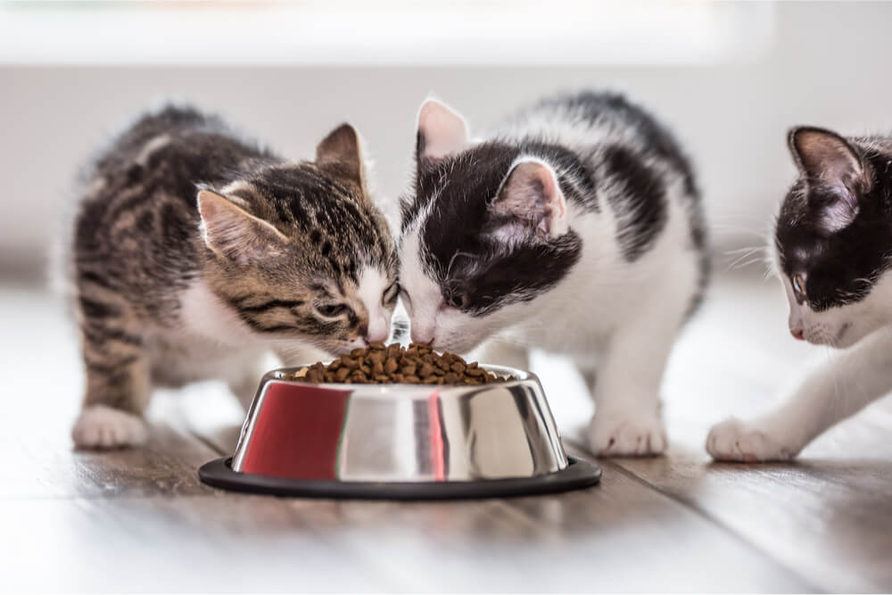 Kittens eating dry cat food