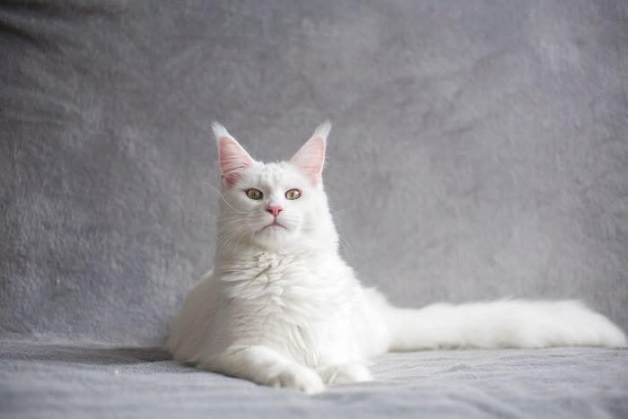 White Maine Coon, The Cat 24