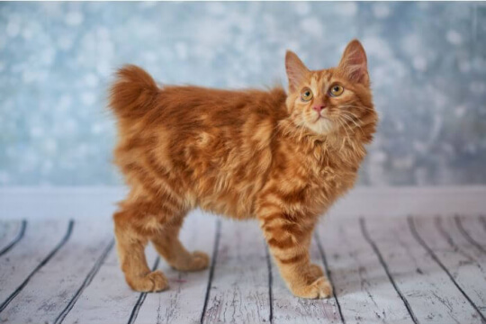How Much Does A American Bobtail Cat Cost