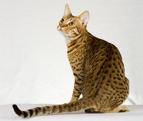Beautiful Ocicat, The Cat 24