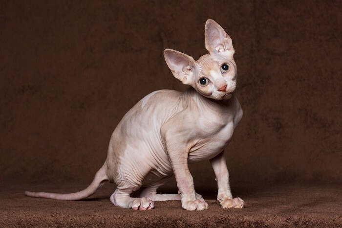 Sphynx Cat Breed Size, Appearance & Personality