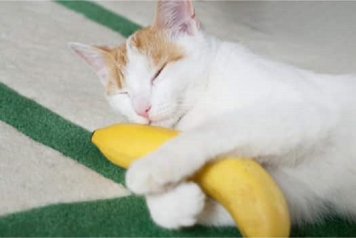 Cat Banana, The Cat 24