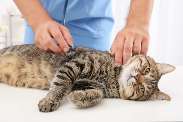 Metronidazole For Cats Uses, Dosage & Side Effects All About Cats