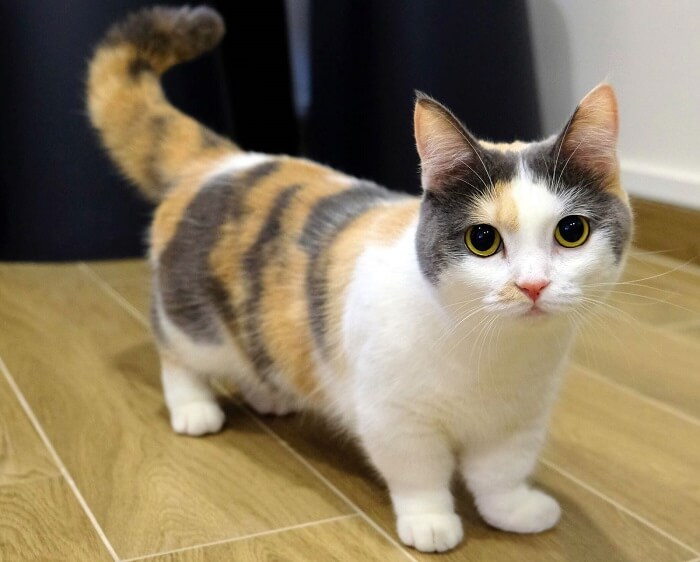 About the Munchkin Cat