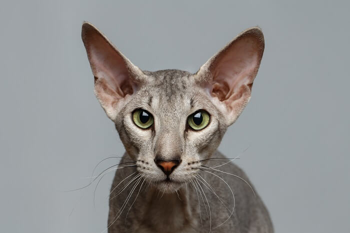 Funny Peterbald, The Cat 24