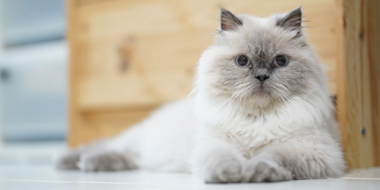 Himalayan Cats Compressed 768x384, The Cat 24