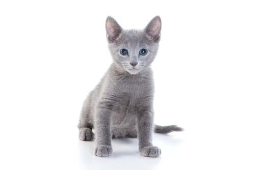 Kitten Russian Blue, The Cat 24