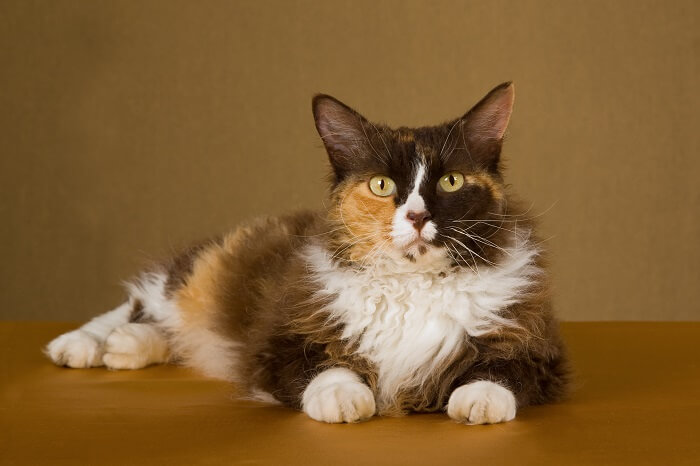 LaPerm Cat Breed: Size, Appearance & Personality