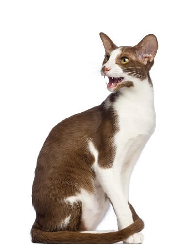 Oriental Bicolor Cat