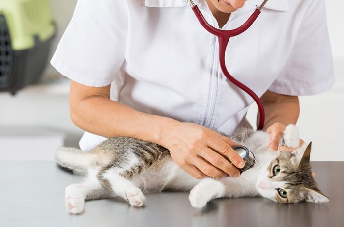 Side effects of metronidazole for cats