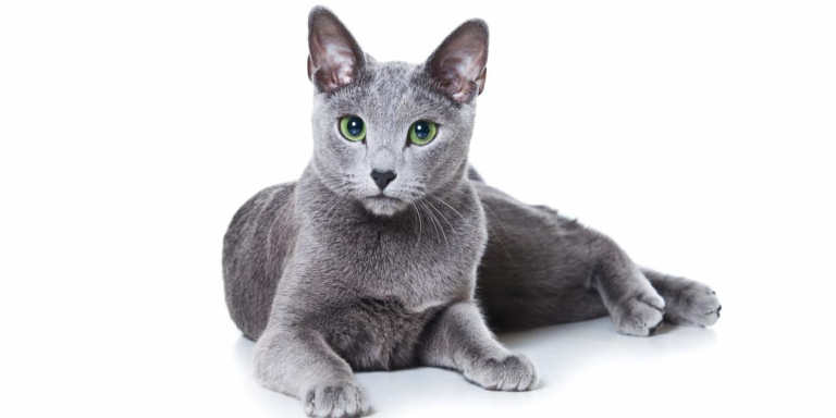 Russian Blue Compressed 1 768x384, The Cat 24