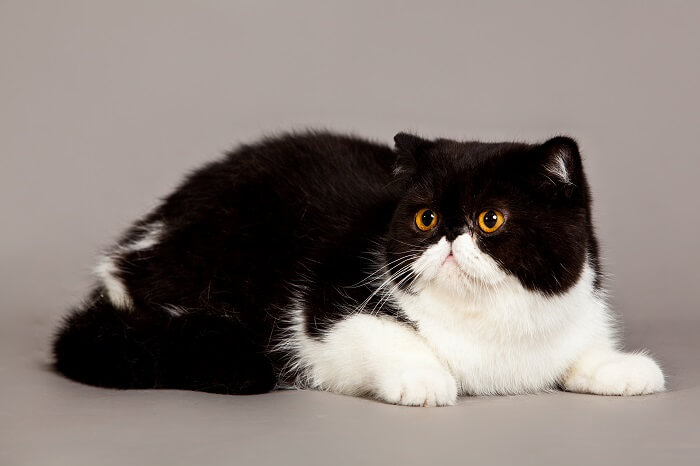 The Exotic Shorthair, The Cat 24