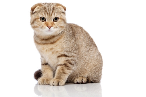 About the Scottish Fold Cat