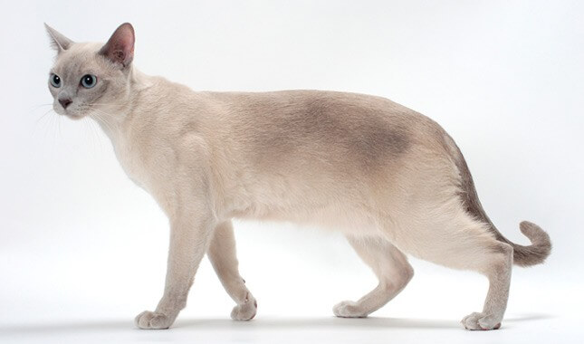 About the Tonkinese Cat