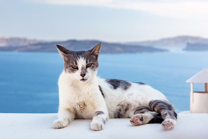 Aegean Cat History