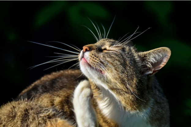 Allergies In Cats Causes, Symptoms & Treatments All About Cats