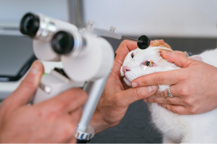 Detección de cataratas en gatos