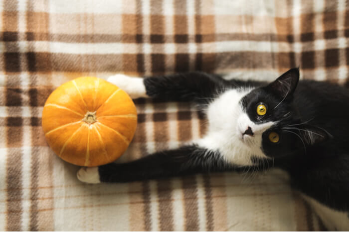 Is Pumpkin Good For Cats? - All About Cats