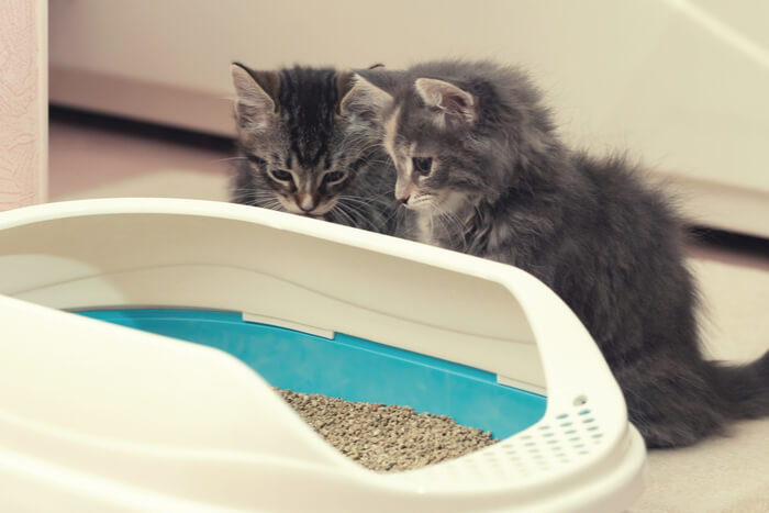Litter Training Kittens