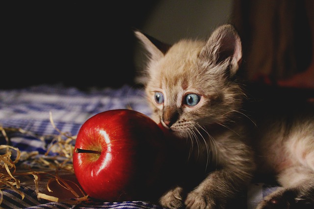 Kitten with apple