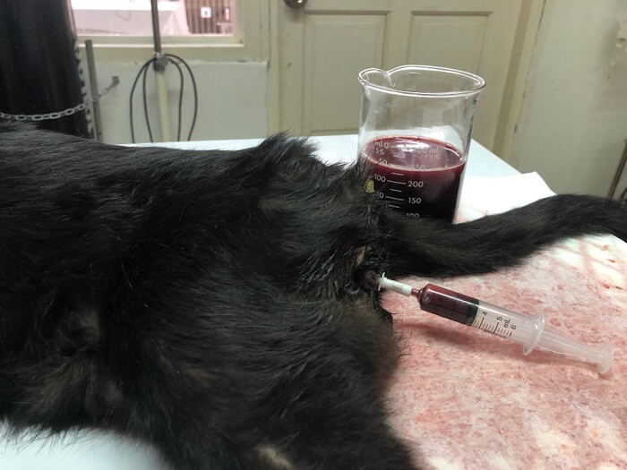 Tratamiento para la sangre en la orina del gato