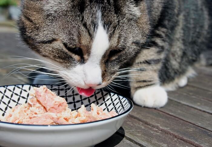 Cat eating fresh food