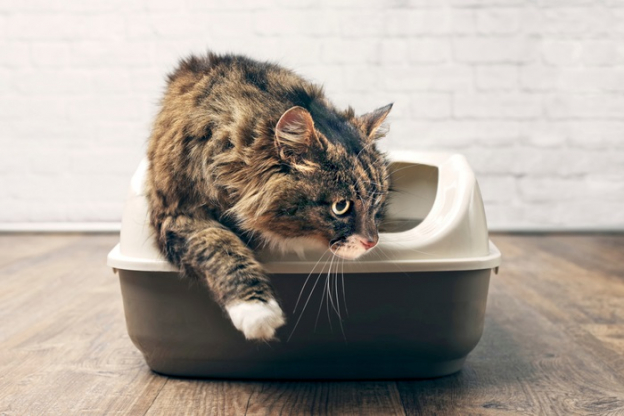 Blood In Cat Urine Causes, Symptoms, & Treatment We're All About Cats