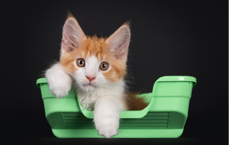 Kitten in a shallow litter box