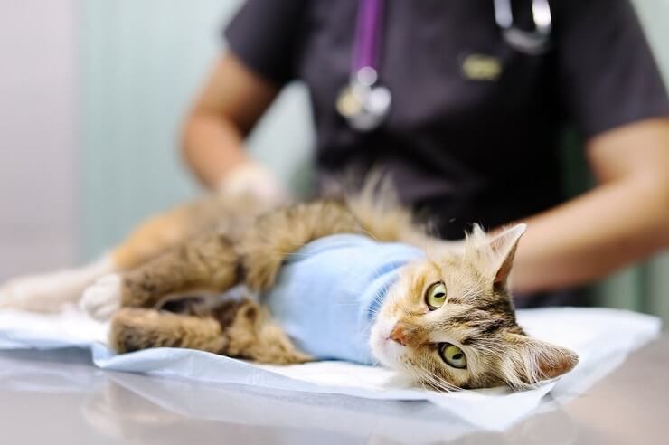 Cat immune disease at veterinarian