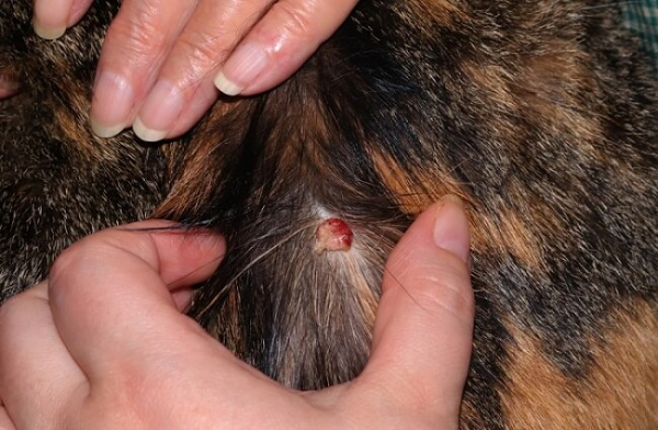 Skin Cancer In Cats Causes, Symptoms, & Treatment All About Cats