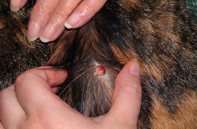 Skin cancer in cats