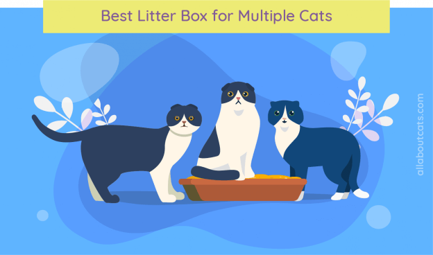best cat litter for multiple cats
