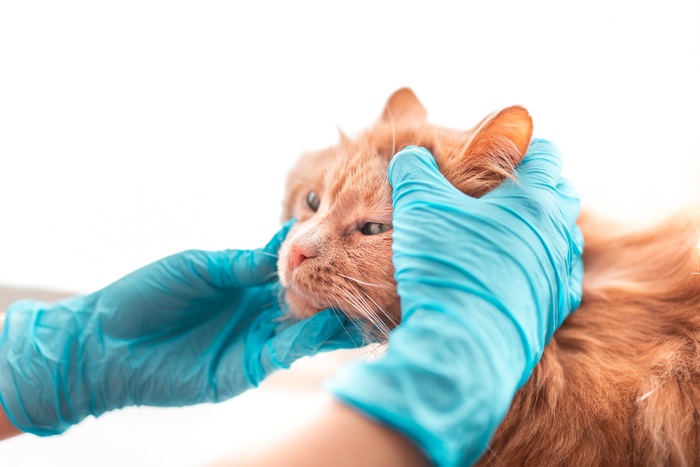 CAT WITH Anemia, The Cat 24