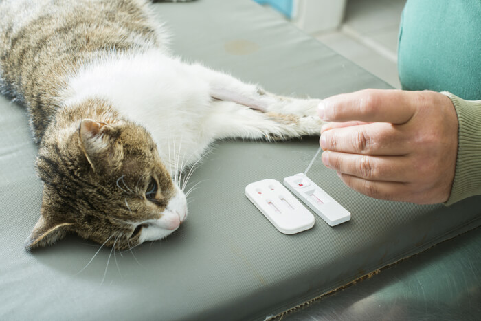 Cat Blood Test, The Cat 24