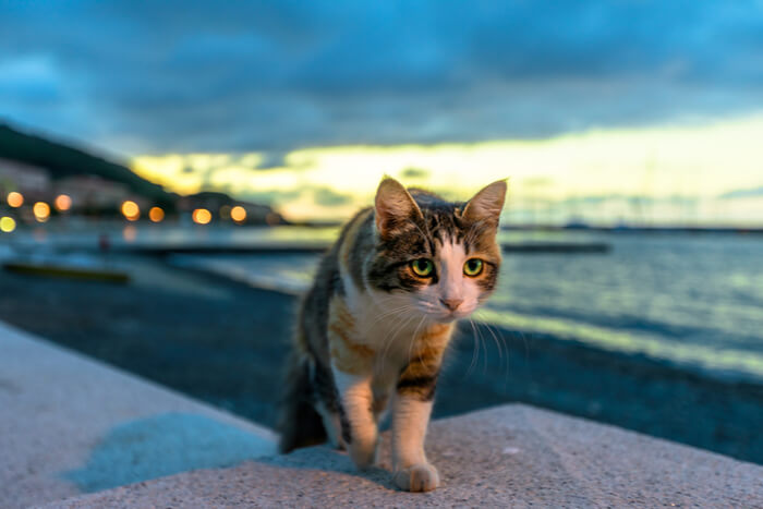 Cat walking in the evening