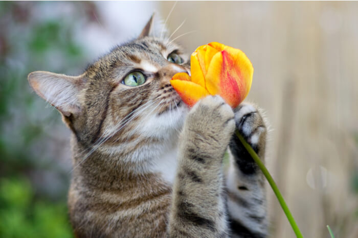 gato oliendo flor
