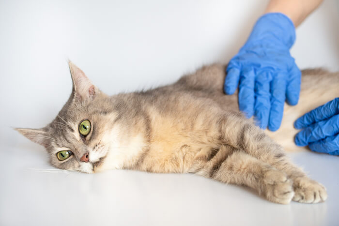 Persona con guantes palpando el abdomen de un gato