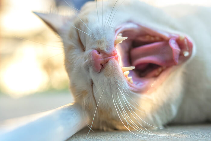 Treatment for bad breath in cats