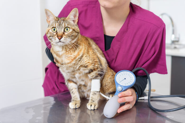 Cat high blood pressure 1