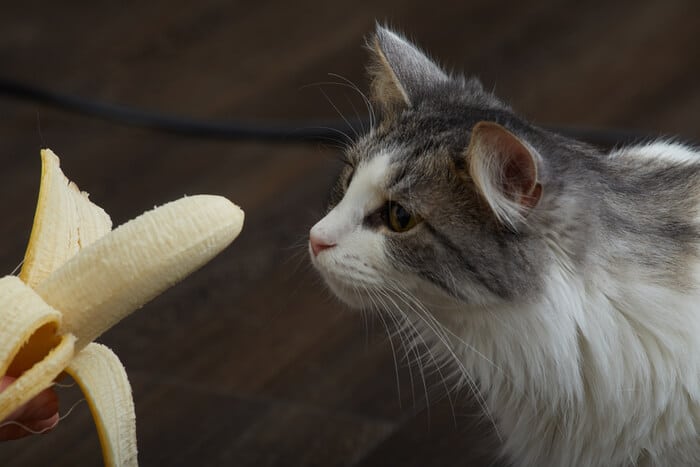 Cómo darle banana a tu gato de forma segura
